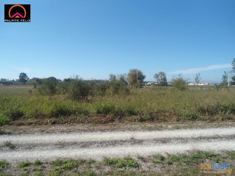 TERRENO, C/60M FTE, REA DE SERVIO, ILHAVO