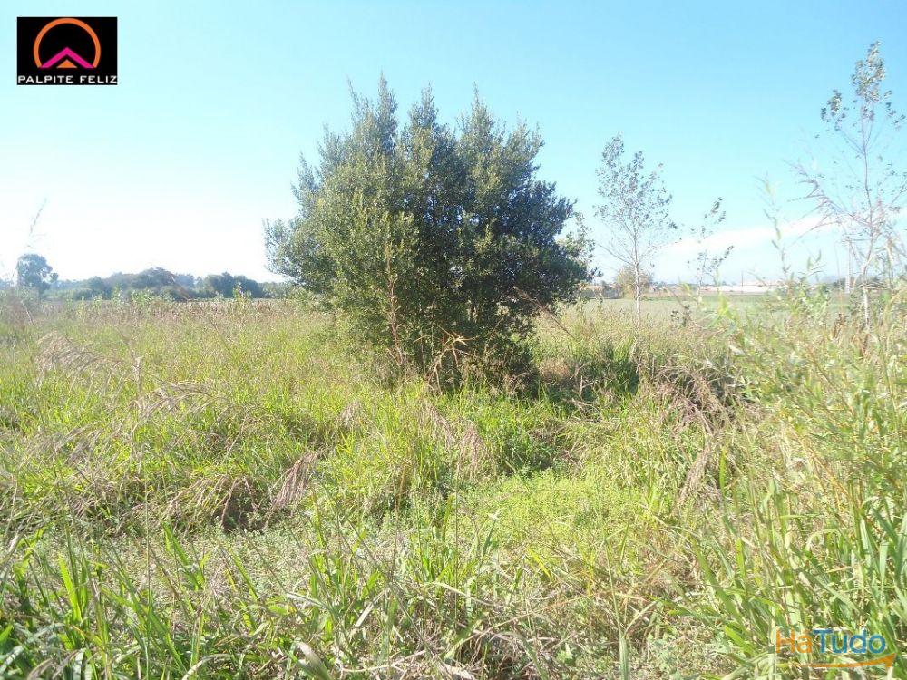 TERRENO, C/60M FTE, REA DE SERVIO, ILHAVO