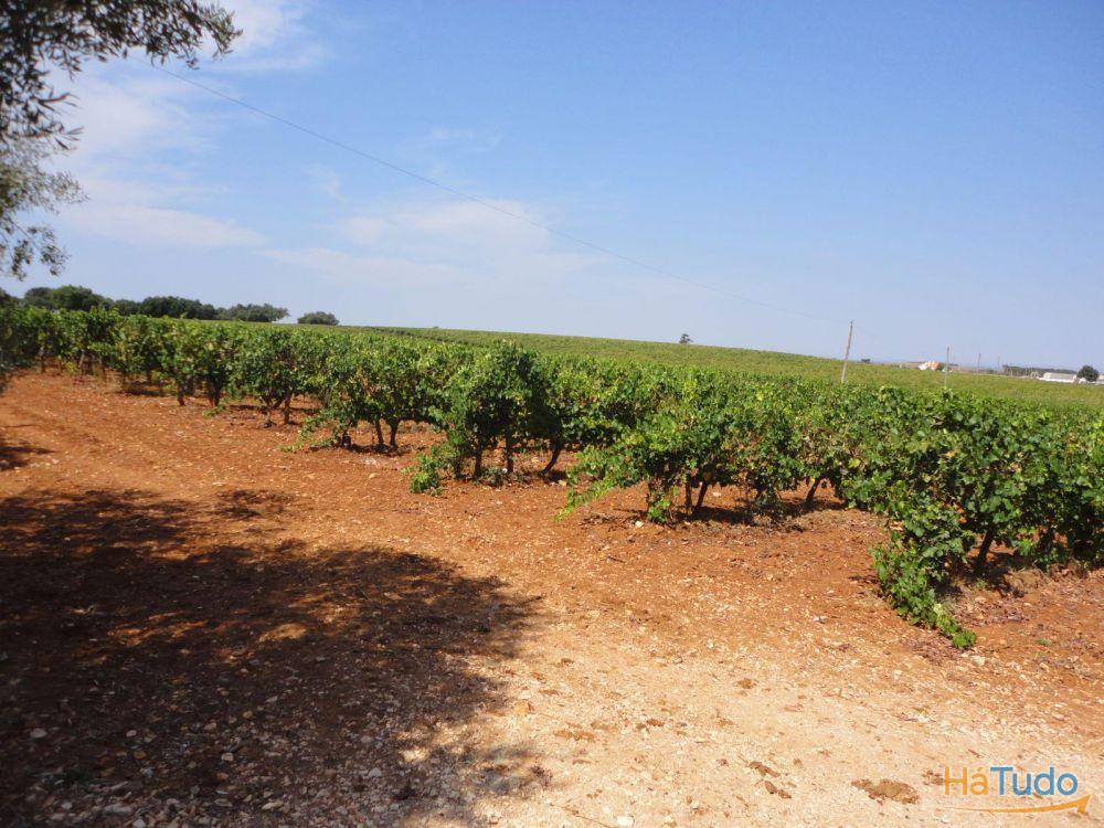 Vende-se otima herdade com vinha na melhor zona vinícola do Alentejo