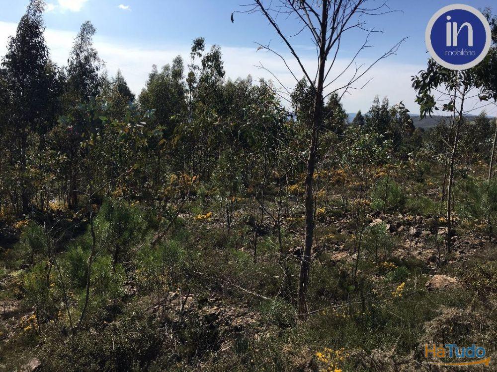 Terreno Industrial Terreno Industrial