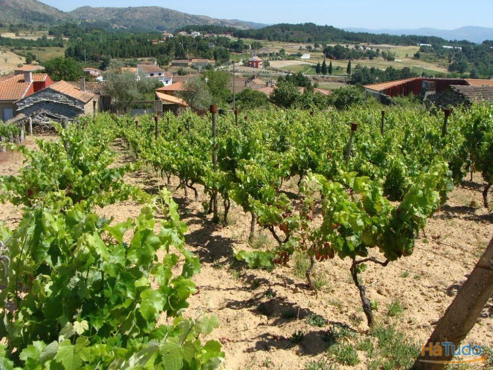 Quinta c/ moradia p/ reconstruir