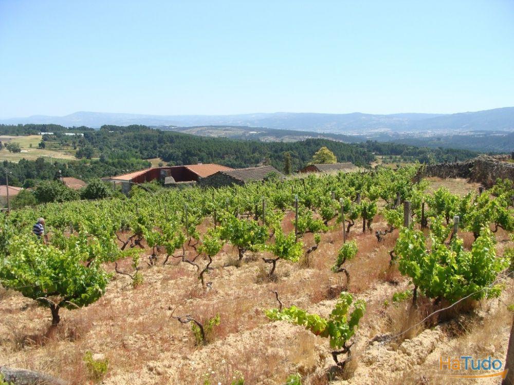 Quinta c/ moradia p/ reconstruir