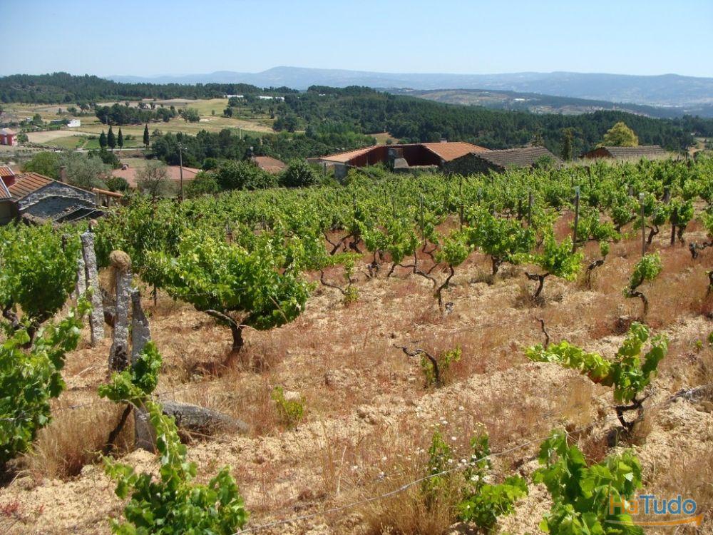 Quinta c/ moradia p/ reconstruir