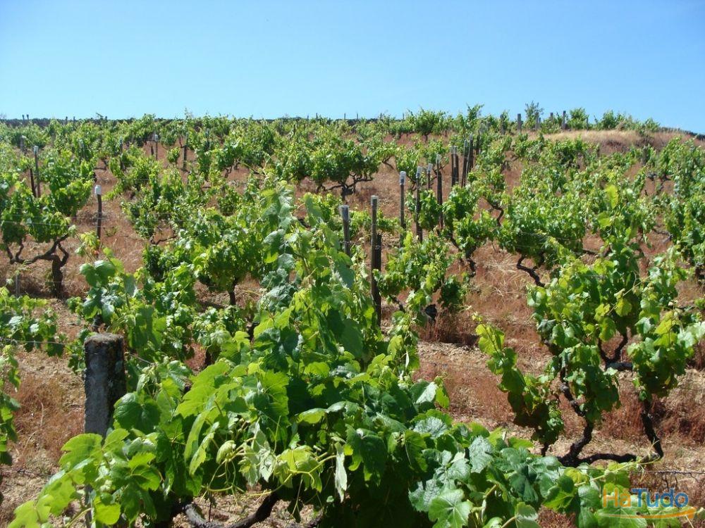 Quinta c/ moradia p/ reconstruir