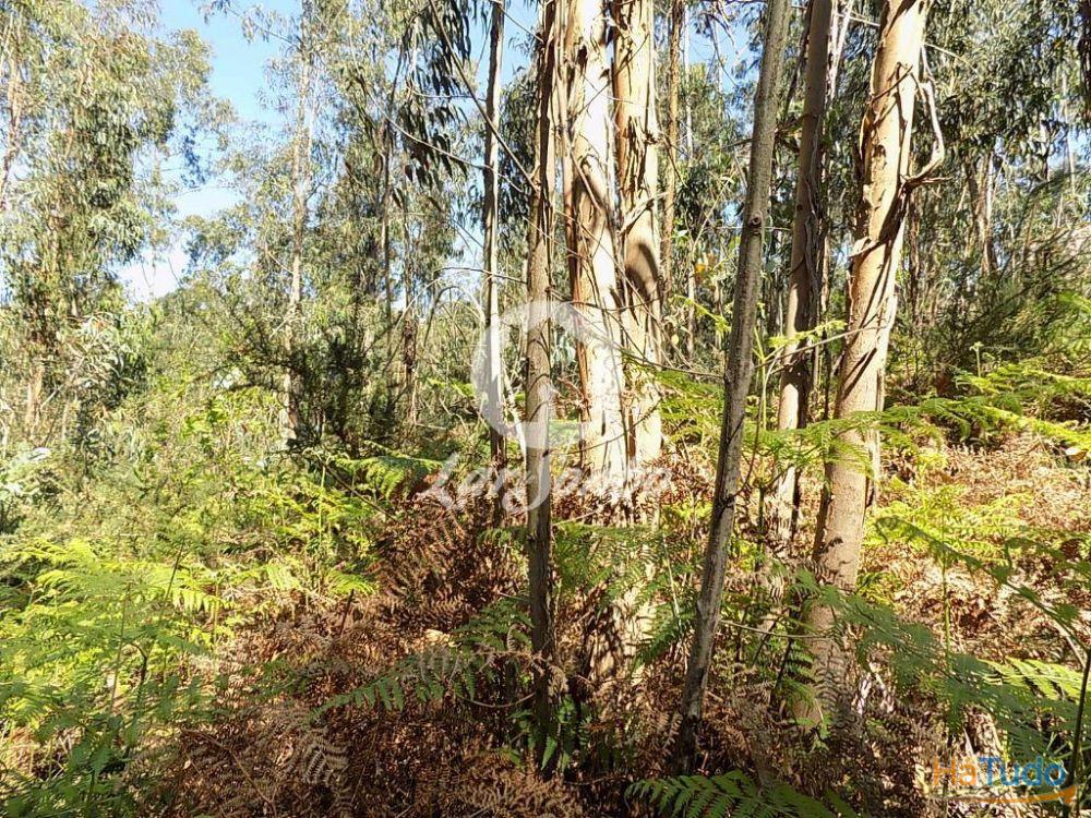 Bouça c/1.500m2 - Arnoso Sta. Eulália Bouça c/1.500m2 - Arnoso Sta. Eulália