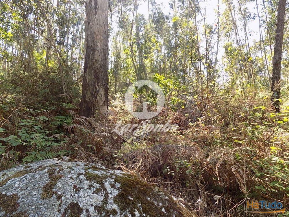 Bouça c/1.500m2 - Arnoso Sta. Eulália Bouça c/1.500m2 - Arnoso Sta. Eulália