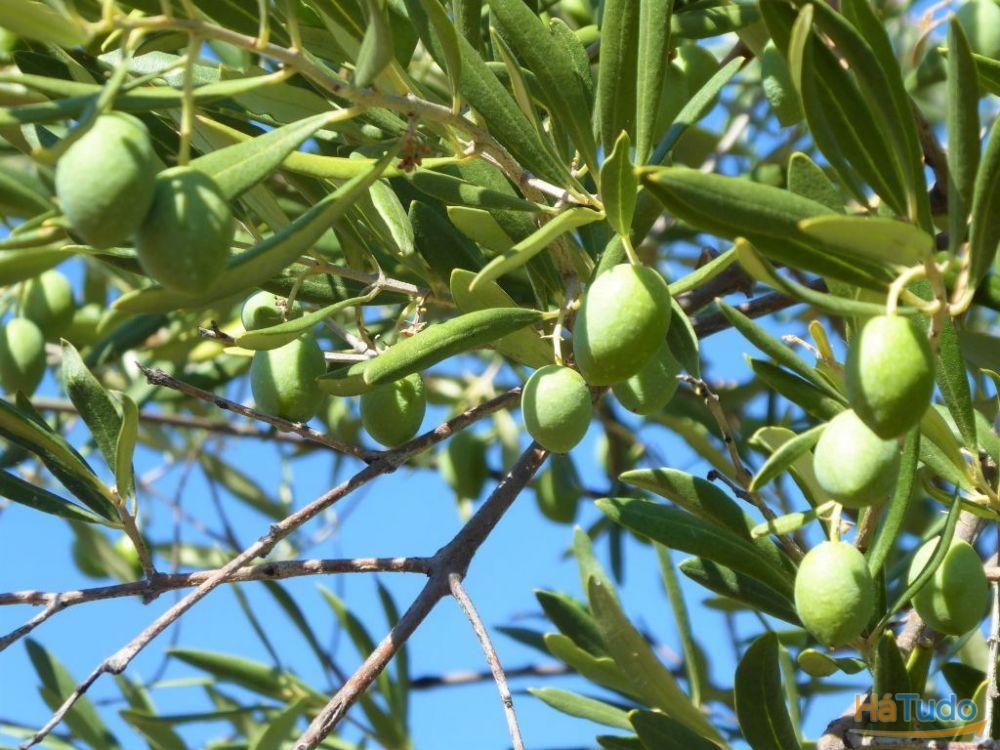 140.000 m2 de Olival. Portugal, Barca DAlva, Figueira C. R.