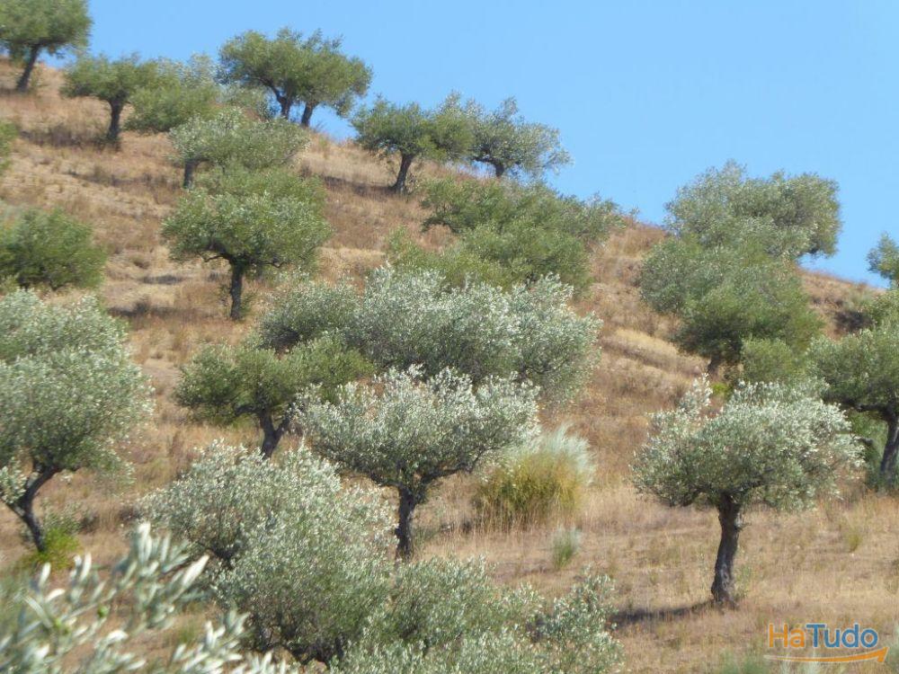 140.000 m2 de Olival. Portugal, Barca DAlva, Figueira C. R.