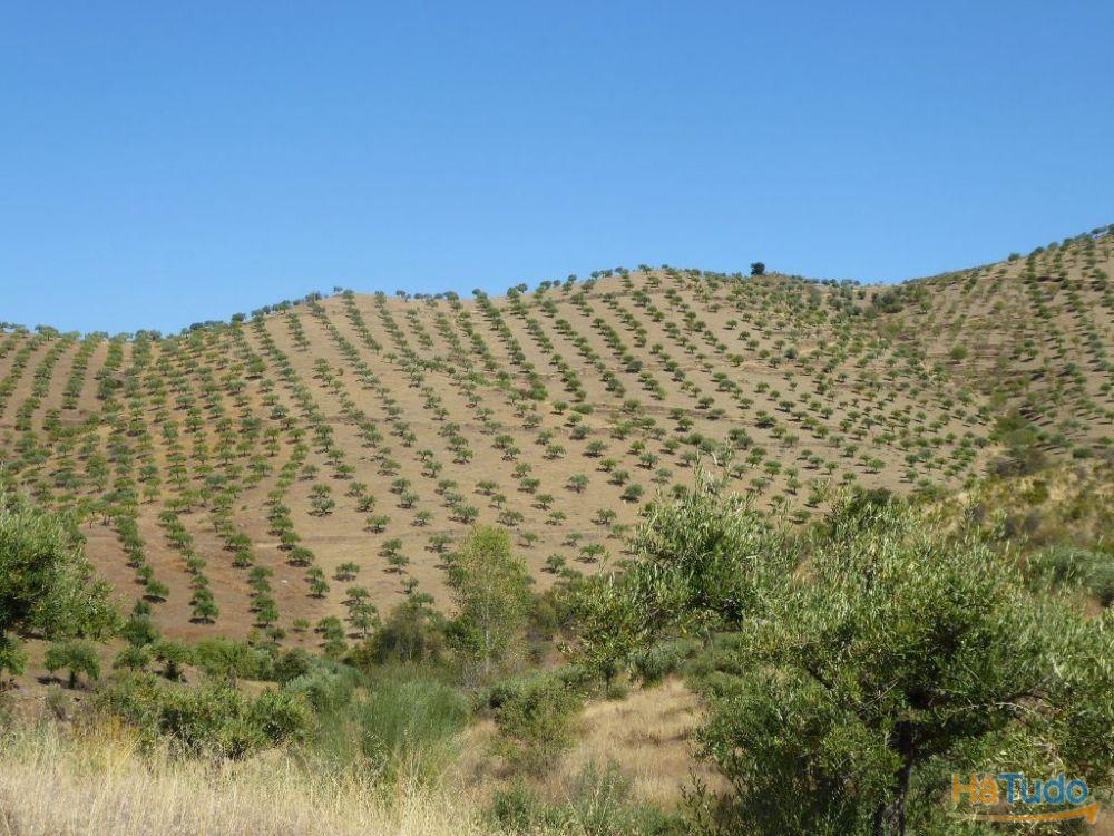 140.000 m2 de Olival. Portugal, Barca DAlva, Figueira C. R.
