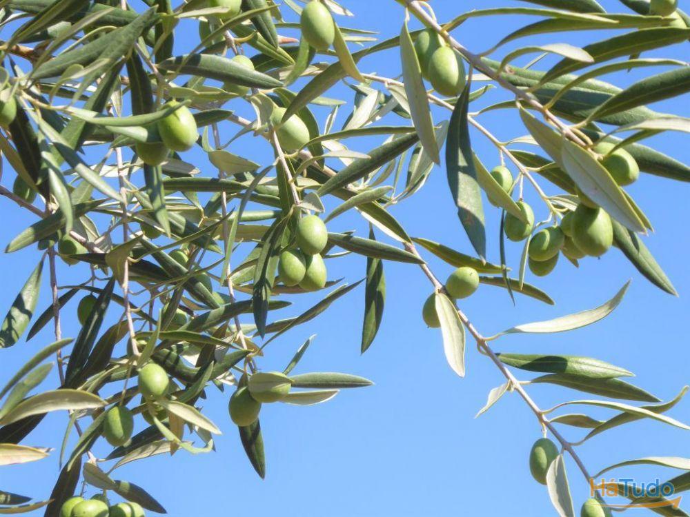 140.000 m2 de Olival. Portugal, Barca DAlva, Figueira C. R.