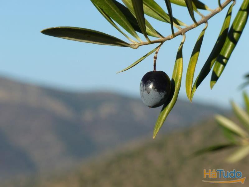 Lagar de Azeite participação, Pinhel, Guarda, Portugal. Lagar de Azeite participação, Pinhel, Guarda, Portugal.