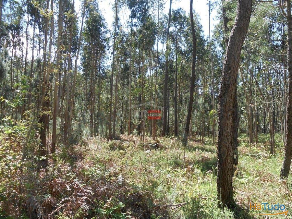 Terreno R�stico com madeira