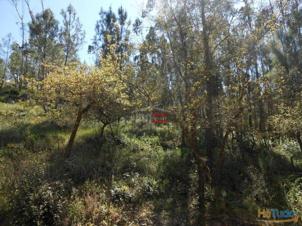 Terreno R�stico com madeira