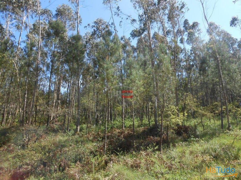 Terreno R�stico com madeira