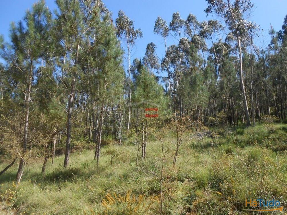 Terreno R�stico com madeira