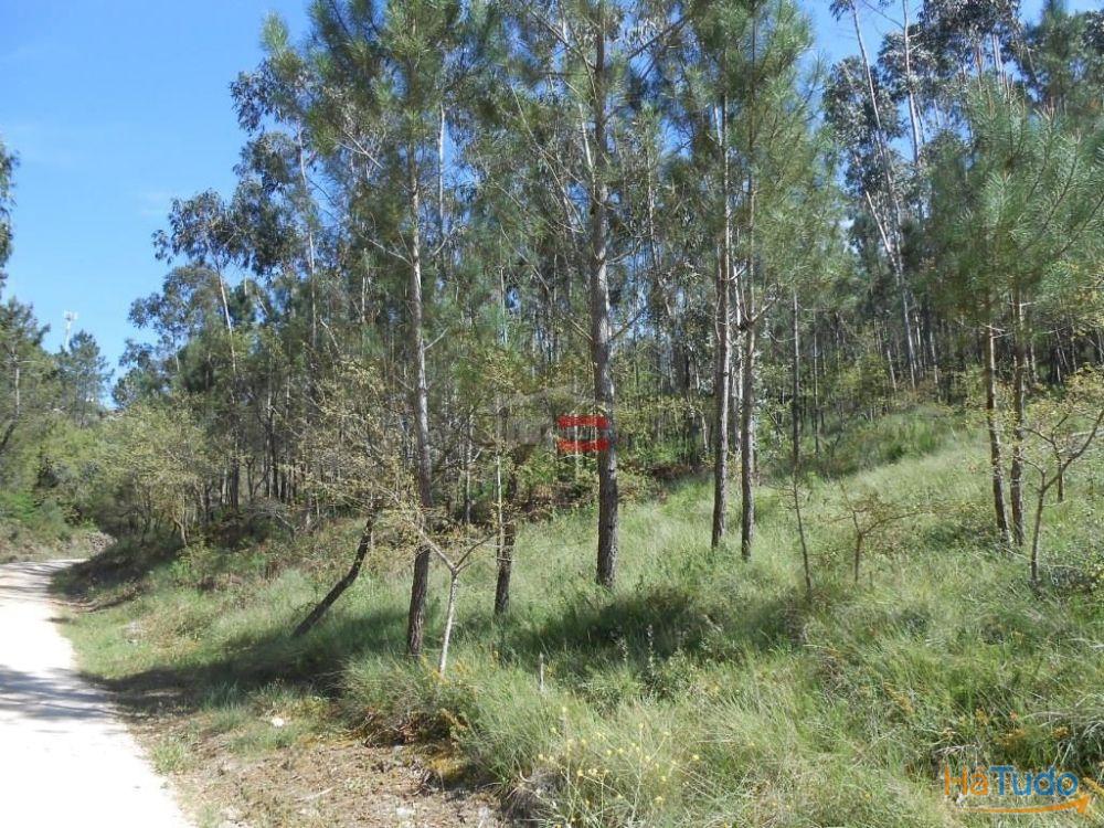 Terreno R�stico com madeira