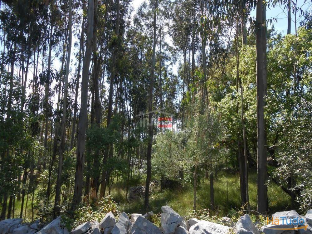 Terreno R�stico com madeira