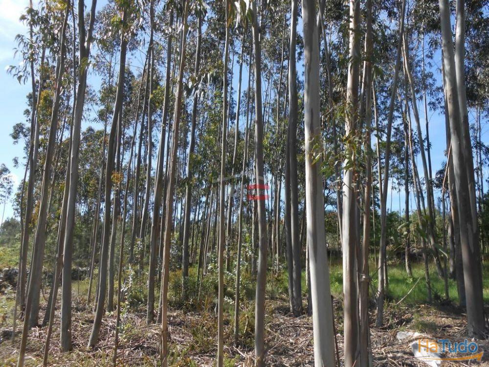 Terreno R�stico com madeira