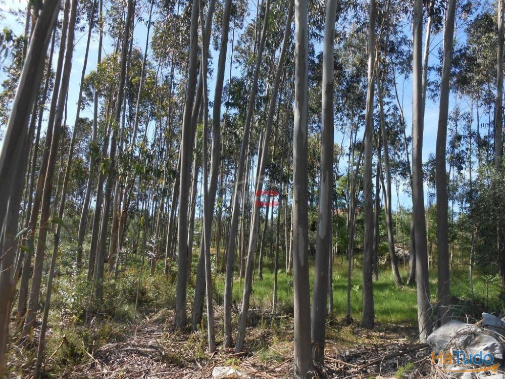 Terreno R�stico com madeira