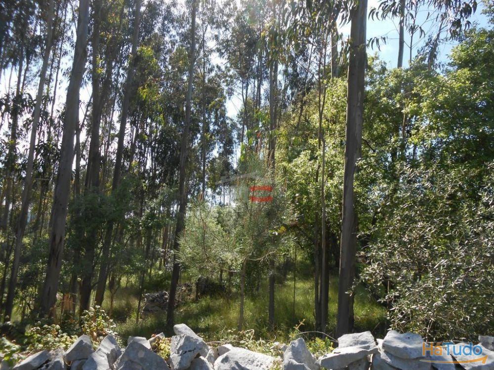 Terreno R�stico com madeira
