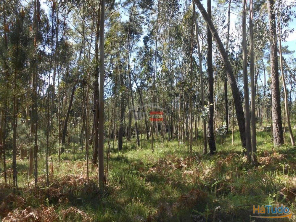 Terreno R�stico com madeira