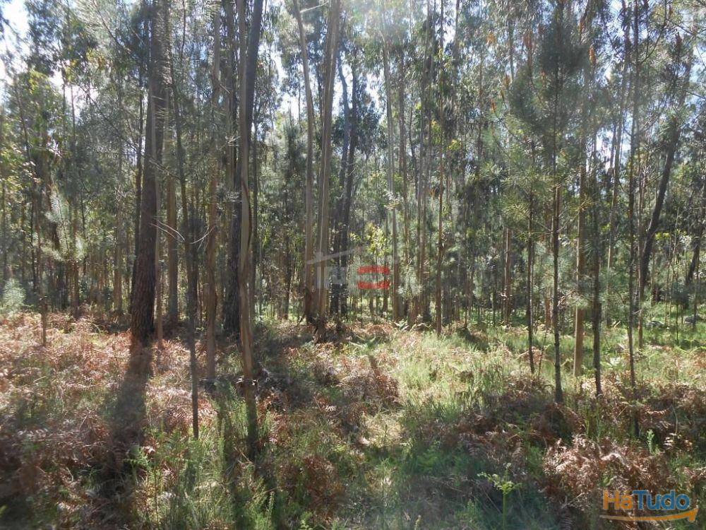 Terreno R�stico com madeira
