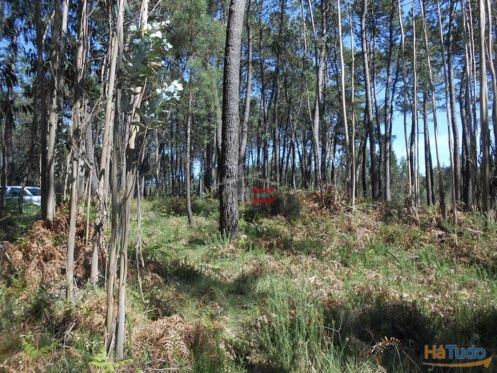 Terreno R�stico com madeira