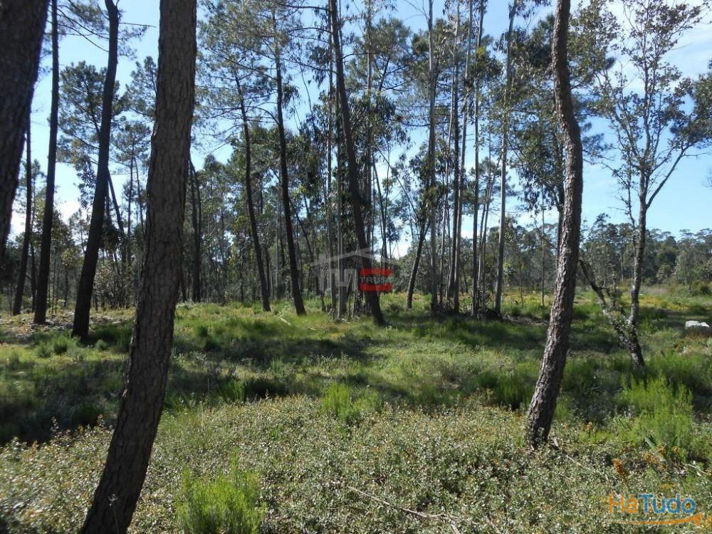 Terreno R�stico com madeira