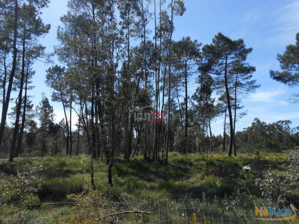 Terreno R�stico com madeira