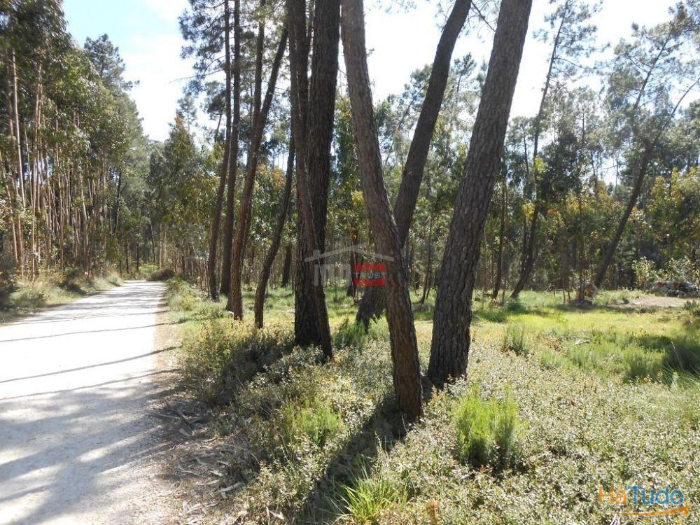 Terreno R�stico com madeira