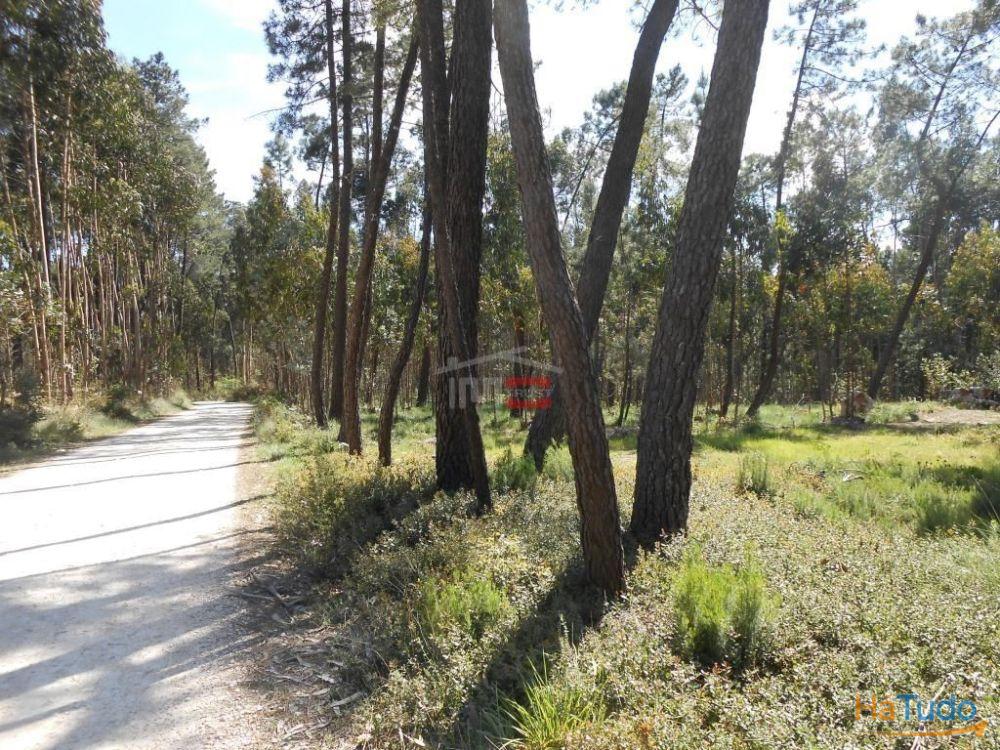 Terreno R�stico com madeira