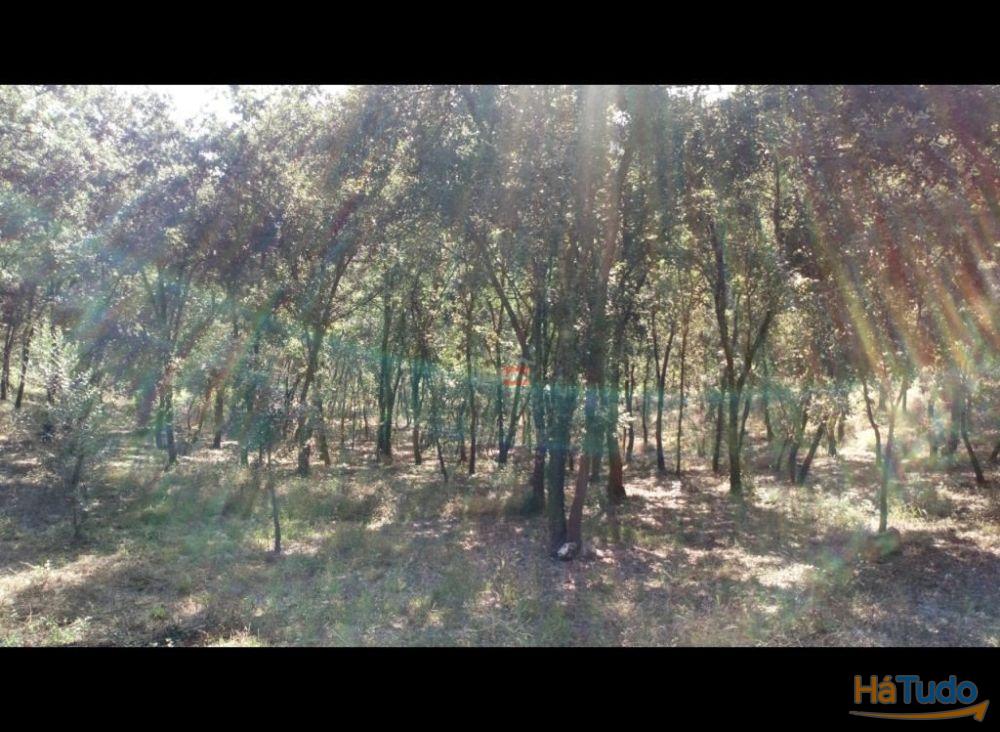 Terreno Rustico com 7400m2 Terreno Rustico com 7400m2