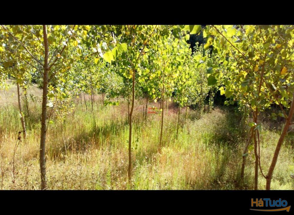 Terreno Rustico com 7400m2 Terreno Rustico com 7400m2