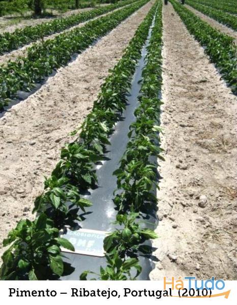 MULCH BIODEGRADAVEL AGROBIOFILM - ROLOS 2200 MTS 12 MICROS MULCH BIODEGRADAVEL AGROBIOFILM - ROLOS 2200 MTS 12 MICROS