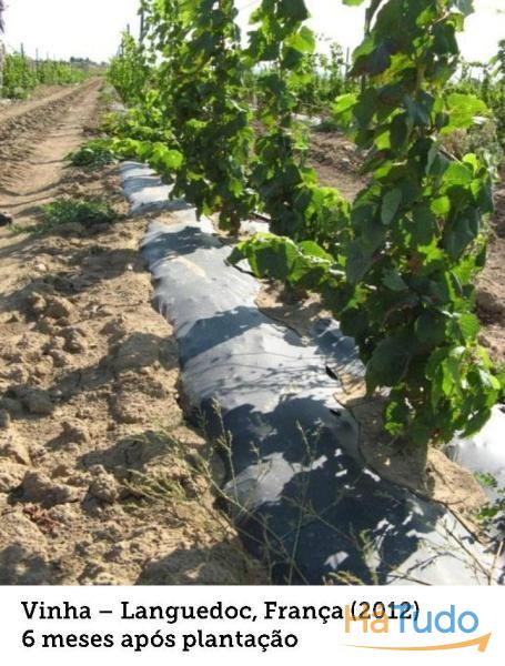 MULCH BIODEGRADAVEL AGROBIOFILM - ROLOS 2200 MTS 12 MICROS MULCH BIODEGRADAVEL AGROBIOFILM - ROLOS 2200 MTS 12 MICROS