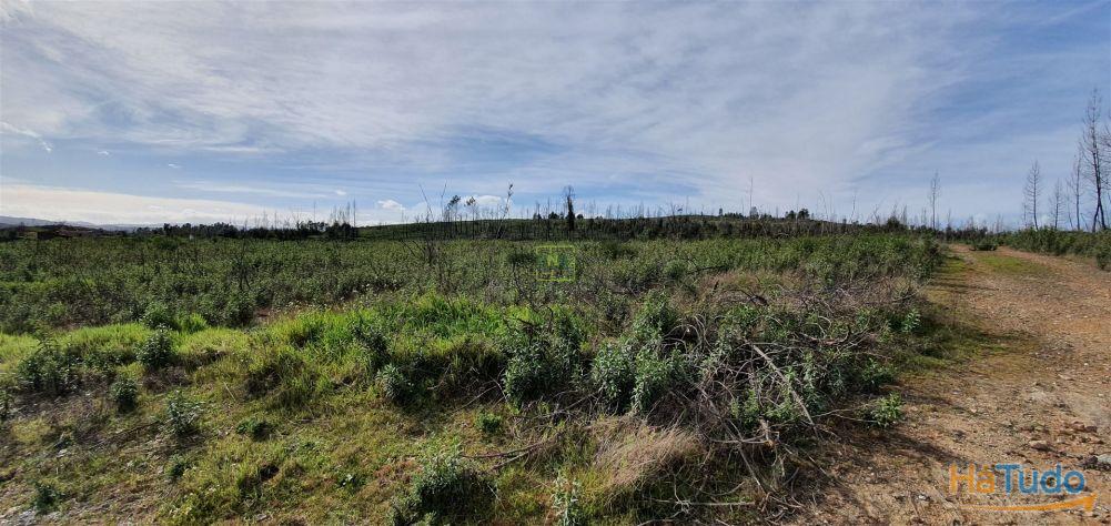 Quinta T0 Venda em Freixial e Juncal do Campo,Castelo Branco Quinta T0 Venda em Freixial e Juncal do Campo,Castelo Branco