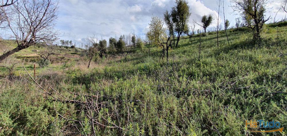 Quinta T0 Venda em Freixial e Juncal do Campo,Castelo Branco Quinta T0 Venda em Freixial e Juncal do Campo,Castelo Branco