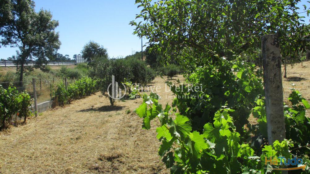 Quintinha Venda em Freixiosa,Mangualde Quintinha Venda em Freixiosa,Mangualde