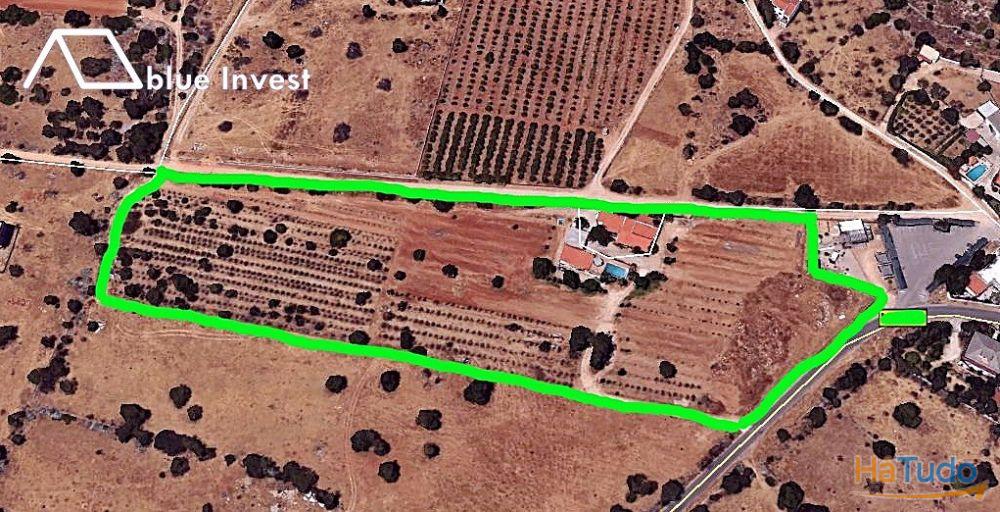 Quinta em Santa Barbara de Nexe. Quinta em Santa Barbara de Nexe.