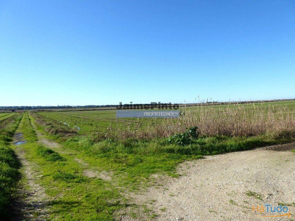 6,1 ha TERRENO próximo rio Mondego. Portugal, Coimbra, Figueira da Foz. 6,1 ha TERRENO próximo rio Mondego. Portugal, Coimbra, Figueira da Foz.