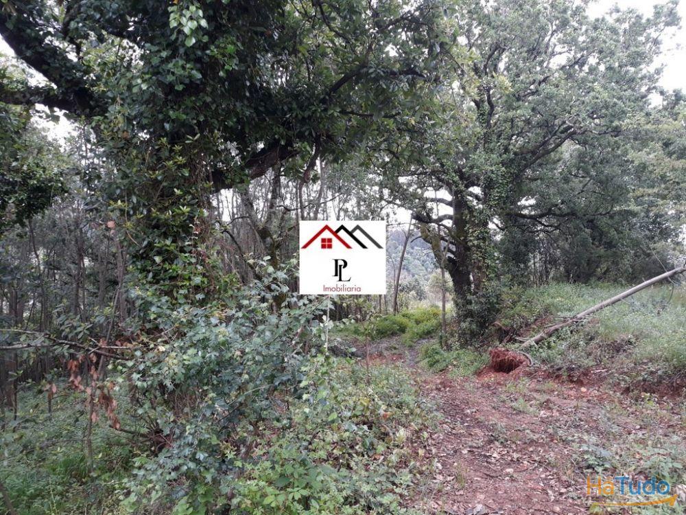 Terreno para construção junto ao Monte Formoso (V415PL) Terreno para construção junto ao Monte Formoso (V415PL)