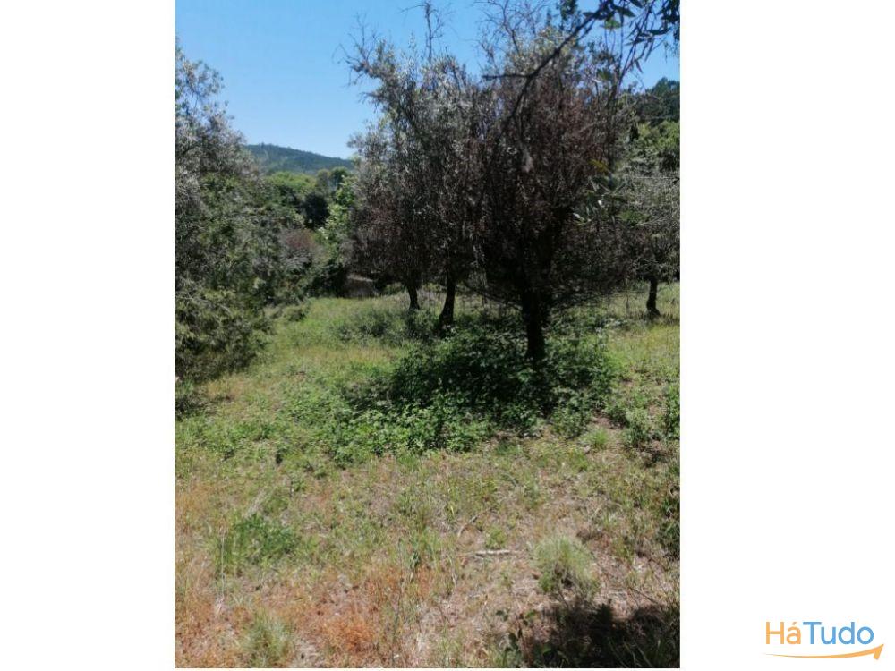 Quintinha, para venda, Portalegre - Reguengo e São Julião Quintinha, para venda, Portalegre - Reguengo e São Julião