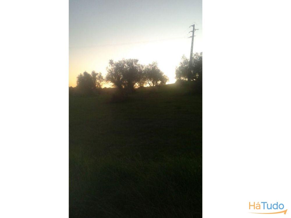 Terreno rústico na Recochina, Montargil Terreno rústico na Recochina, Montargil