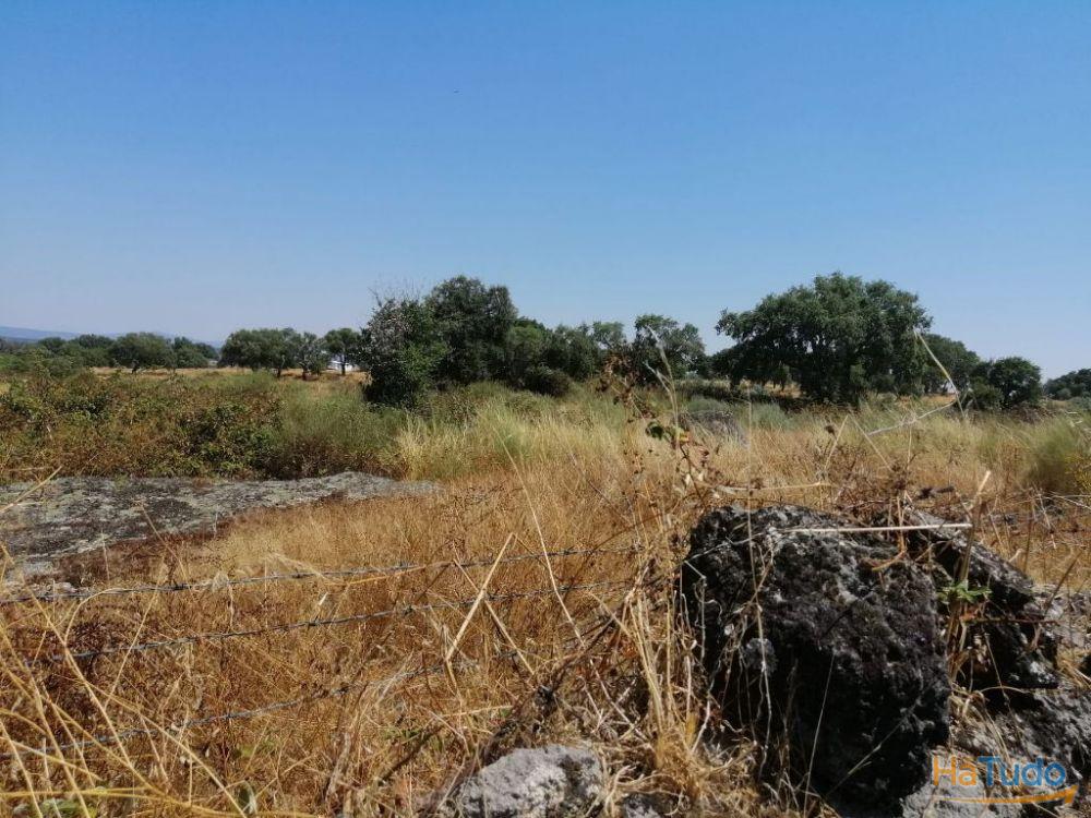 Propriedade rústica em Alpalhão Propriedade rústica em Alpalhão