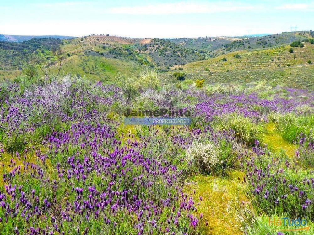 78.000m2 Terreno para Plantações e para construção Casa de Campo. Portugal, Alfândega da Fé. 78.000m2 Terreno para Plantações e para construção Casa de Campo. Portugal, Alfândega da Fé.