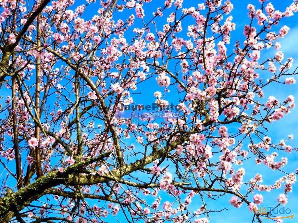 78.000m2 Terreno para Plantações e para construção Casa de Campo. Portugal, Alfândega da Fé. 78.000m2 Terreno para Plantações e para construção Casa de Campo. Portugal, Alfândega da Fé.