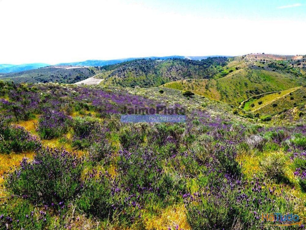 78.000m2 Terreno para Plantações e para construção Casa de Campo. Portugal, Alfândega da Fé. 78.000m2 Terreno para Plantações e para construção Casa de Campo. Portugal, Alfândega da Fé.