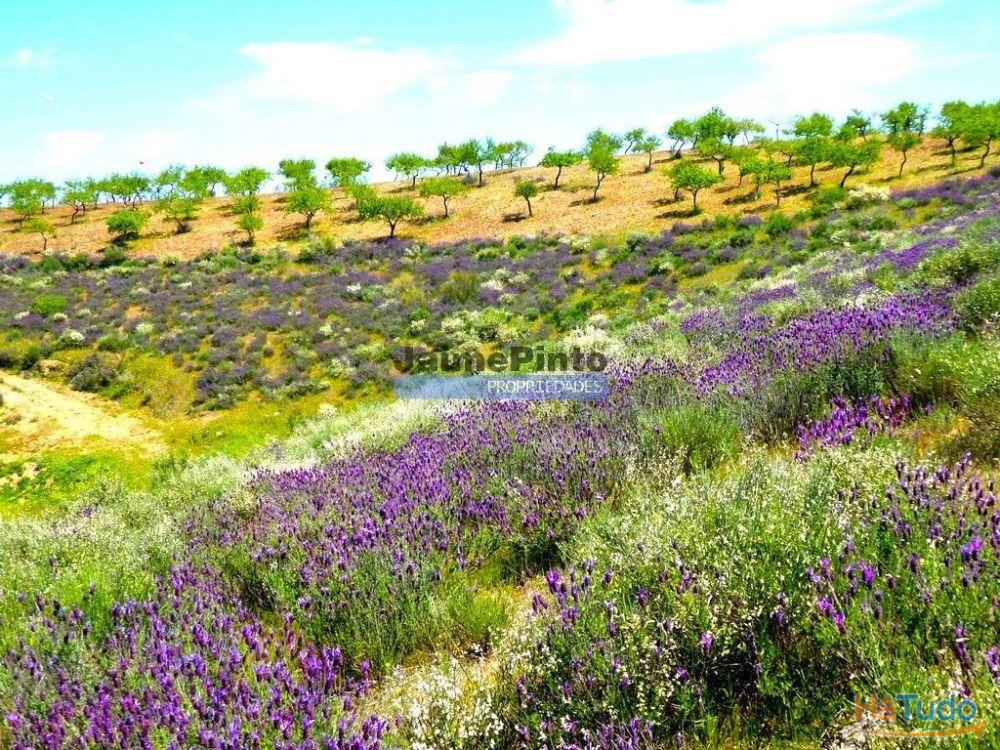 78.000m2 Terreno para Plantações e para construção Casa de Campo. Portugal, Alfândega da Fé. 78.000m2 Terreno para Plantações e para construção Casa de Campo. Portugal, Alfândega da Fé.