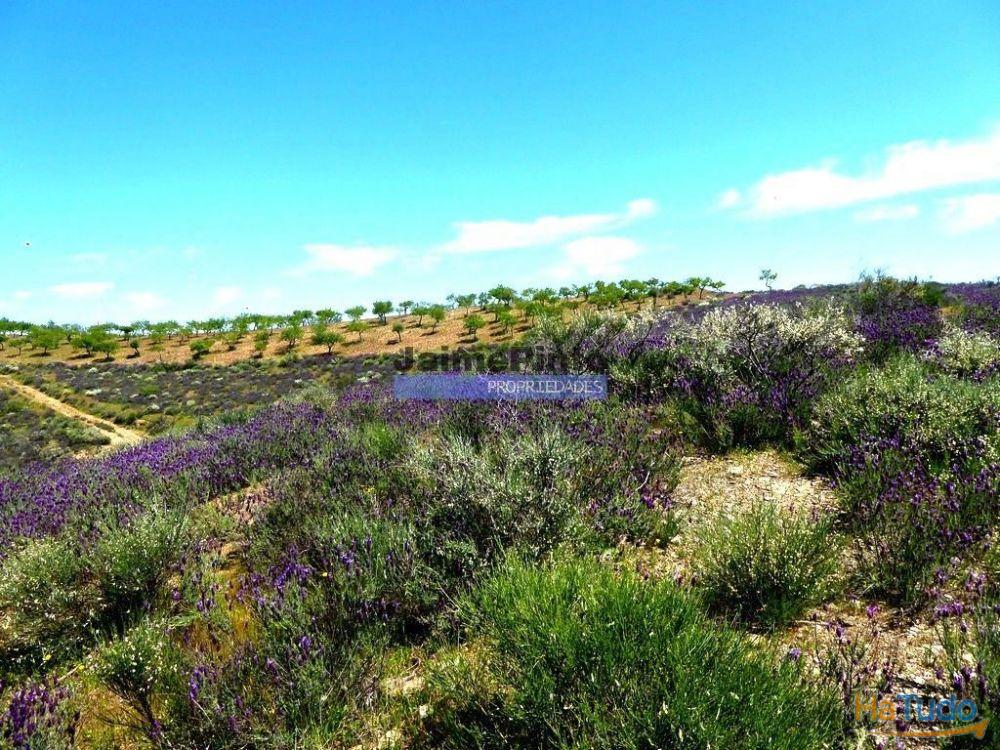 78.000m2 Terreno para Plantações e para construção Casa de Campo. Portugal, Alfândega da Fé. 78.000m2 Terreno para Plantações e para construção Casa de Campo. Portugal, Alfândega da Fé.