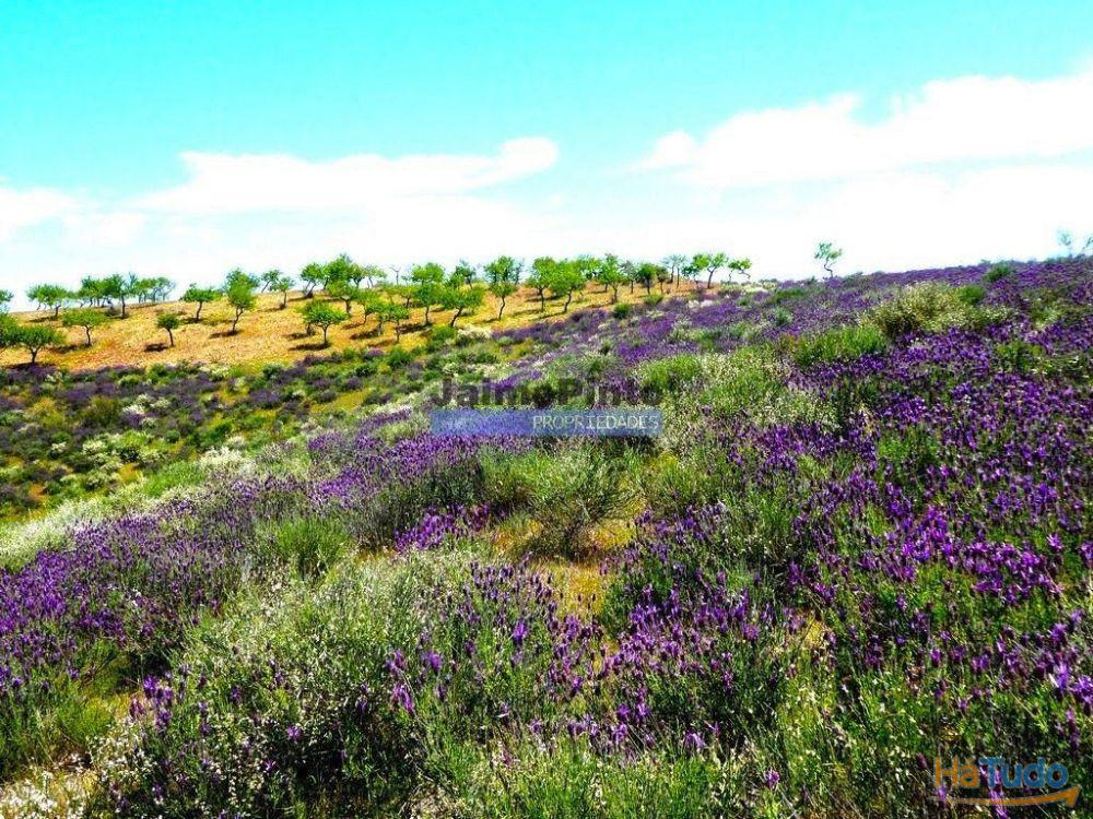 78.000m2 Terreno para Plantações e para construção Casa de Campo. Portugal, Alfândega da Fé. 78.000m2 Terreno para Plantações e para construção Casa de Campo. Portugal, Alfândega da Fé.